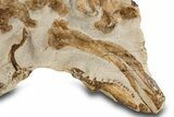 Limestone With Disarticulated Fossil Mosasaur Bones & Jaw #334635-1
